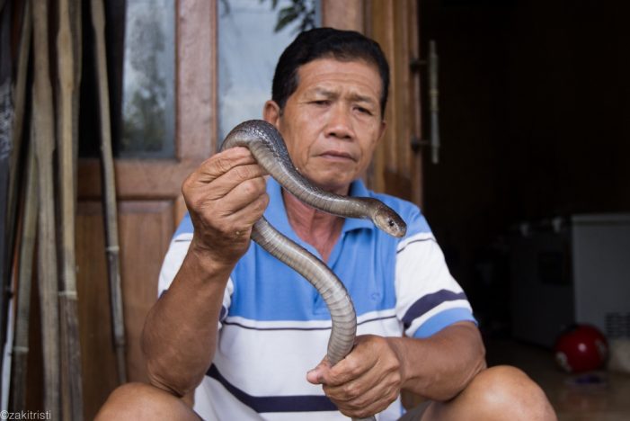 Kisah Sehadi Mulyono: Menjagal Ribuan Kobra Hingga Ratusan Gigitan Berbisa