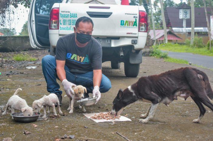 Bali Animal Welfare Association, Bekerja di Tengah Keterbatasan Akibat Pandemi