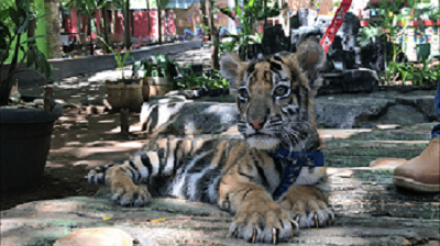 Mengunjungi Semarang Zoo, Rumah si Harimau Kecil Omni